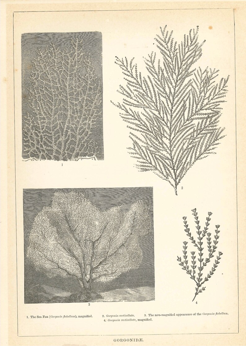 Antique GORGONIDAE Soft Corals Rare Print 1909 from The Encyclopaedic Dictionary Cassell & Co original lithograph Unique Gift image 1
