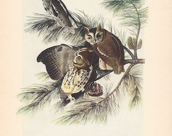 1950 Audubon’s Birds of America – Screech Owl and Barn Owl - Original 2-sided Vintage Print Striking Colours - Ornithology - Unique Gift