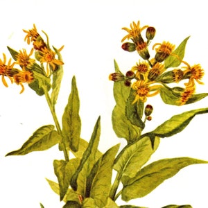 May include: Watercolor illustration of a plant with yellow flowers and green leaves. The flowers are clustered at the top of the stems, with detailed petals and buds. The leaves are long and pointed, with a slight yellow tint.