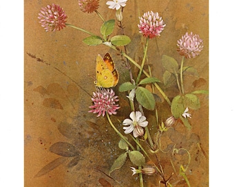 Clouded Yellow Butterfly – Beningfield Original 1986 Vintage Print - Gift for Insect & Nature Lovers – Entomology Natural History - Botany