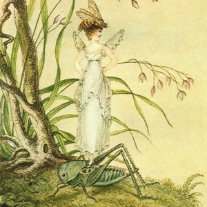 Victorian Fairies Original Print – Amelia Jane Murray - Regency Style Art – Flowers, Birds, Winged Insects - Natural History - Gift