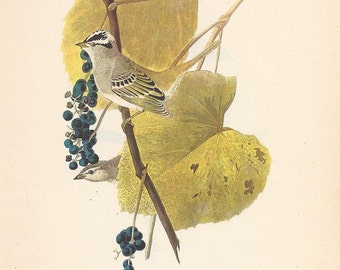 1950 Audubon’s Birds of America – White-Crowned Sparrow and White-Throated Sparrow - Original 2-sided Print Striking Colours - Ornithology