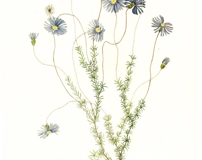 Vintage Fringed Daisy-bush Print: Australian Wildflower Botanical Art ...