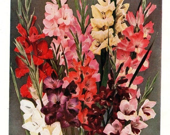 1930 Gardening Botanical Original Vintage Print – Gladioli– Retro Plants Flowers - Unique Gift – Gardening Lovers (No. 18)