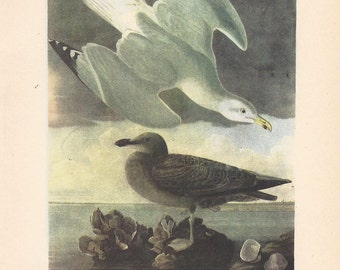 1950 Audubon’s Birds of America - Herring Gull & Ring-Billed Gull - Original 2-sided Vintage Print Striking Colours Ornithology Unique Gift