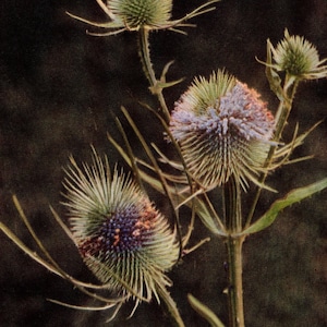 1913 Antique Teasel Wild Flower Photo - Original Print - Unique Gift for Country and Nature Lovers - Botany