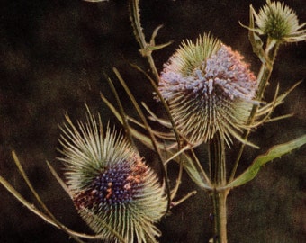 1913 Antique Teasel Wild Flower Photo - Original Print - Unique Gift for Country and Nature Lovers - Botany