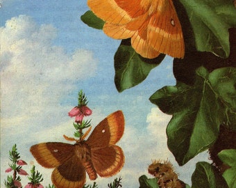 1965 Original Vintage Moths Print - The Oak Eggar - Unique Gift for Insect and Bug Lovers – Entomology - Natural History