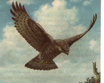 1970 Original Vintage Honey Buzzard - Birds of Prey - Ornithology - Natural History - unique gift for bird lovers