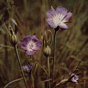 1913 Antique Corn-Cockle Wild Flower Photo - Original Print - Unique Gift for Country and Nature Lovers - Botany