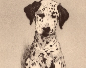 1933 DALMATIAN Dog Original Vintage Prints x2 by Cecil Aldin - Unique Gift - Dog Lovers