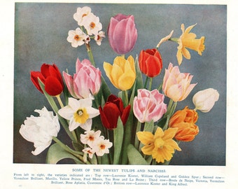 1930 Gardening Botanical Original Vintage Print – Tulips & Narcissi – Retro Plants Flowers - Unique Gift – Flower Gardening Lovers (No. 2)