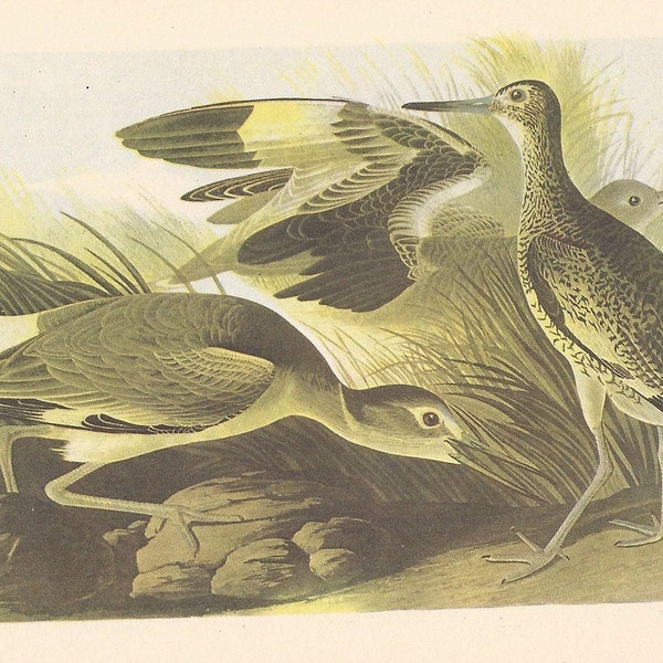 1950 Audubon’s Birds of America - Willet & Solitary Sandpiper - Original 2-sided Vintage Print - Striking Colours - Ornithology Unique Gift