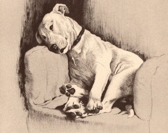 1933 BULL TERRIER Dog Original Vintage Prints x2 by Cecil Aldin - Unique Gift - Dog Lovers