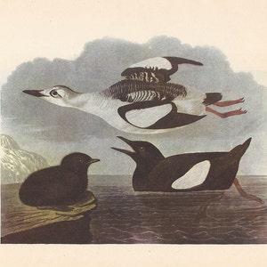 1950 Audubon Bird Print: Black Guillemot & Marbled Murrelet Ornithology
