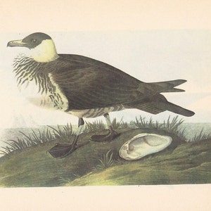 Audubon-vogelprint: Pomarine Jaeger & Wilson&#39;s falarope, 1950 vintage ornithologie