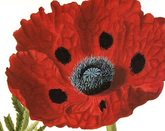 Antique Botanical Poster Art: Great Scarlet Poppy Floral Painting