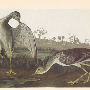 Audubon Birds of America Print: Greater & Lesser Yellowlegs, 1950 Vintage Ornithology