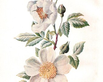 Botaniskt tryck av fältros 1906 – Antik engelsk vildblomskonst