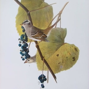 Audubon-print witgekroonde mus en sialia: ornithologielithografie 1974