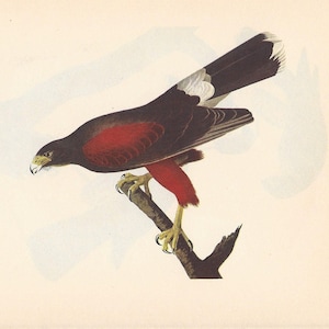 1950 Audubon's Birds of America - Harris' Hawk & Sharp-Shinned Hawk - Originaler 2-seitiger Vintage Druck - Markante Farben Ornithologie - Geschenk