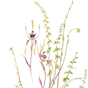 Australian Wildflowers Watercolour Original Vintage Print - Reaching Spider Orchid & Screw Fern - Unique Gift Garden Lovers - Botanical (18)