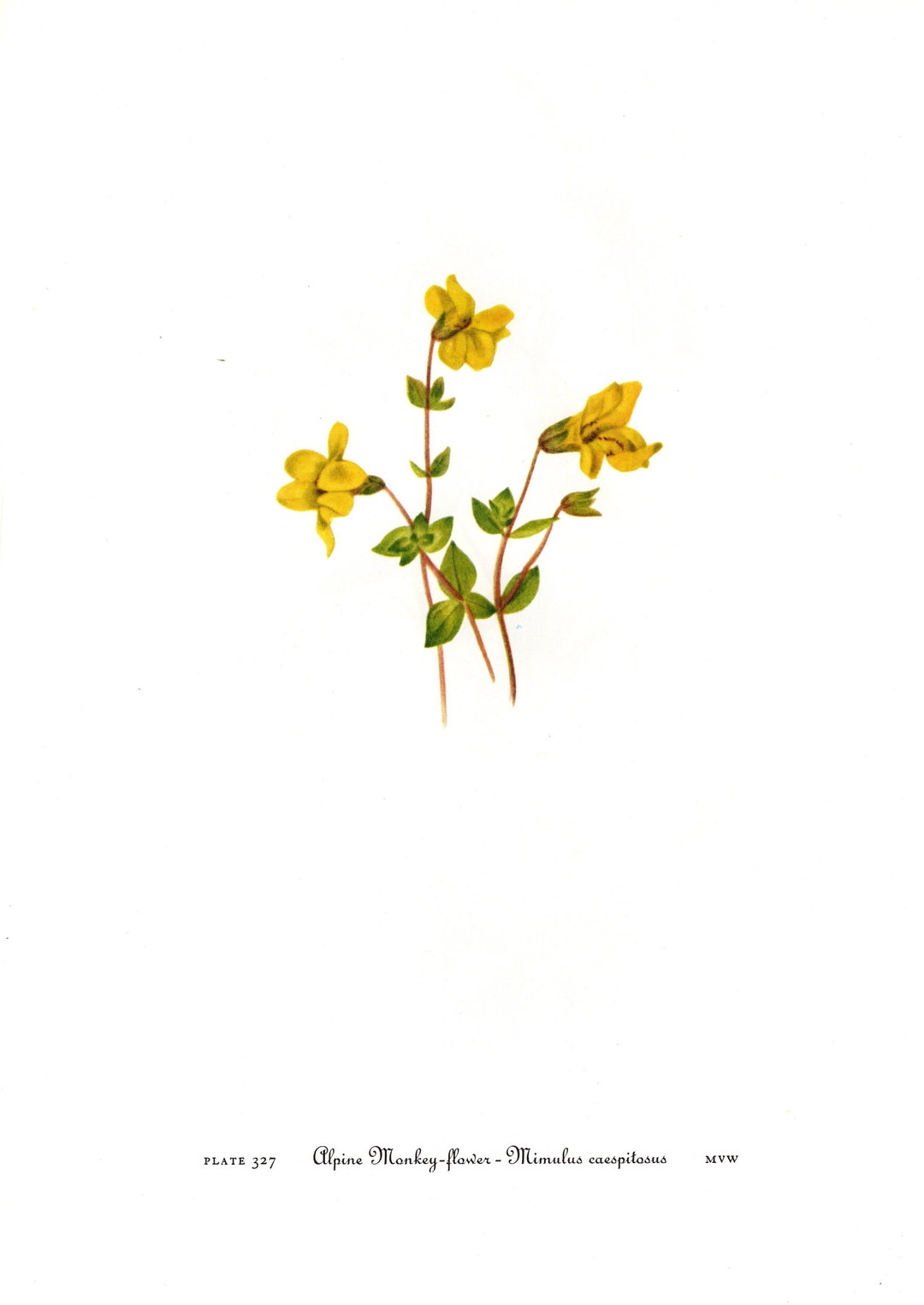 flower_ヴィンテージ il_1080xN.2767865071_esf8.jpg