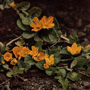 1913 Antique Moneywort Wild Flower Photo - Original Print - Unique Gift for Country and Nature Lovers - Botany