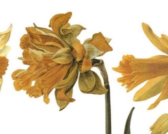 Antique Botanical Poster Art: Narcissi Floral Painting
