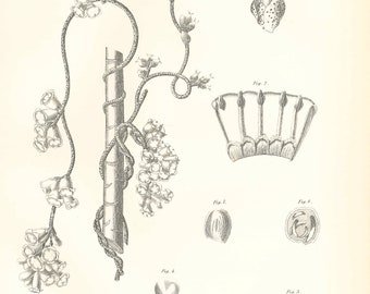 Antique BOTANY - WARTY DODDER Rare Print 1870s - lithograph from 9th Edition Encyclopaedia Britannica - authentic historic print Unique Gift