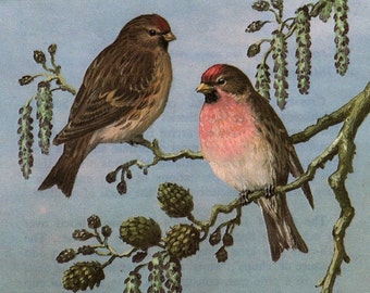 1968 Original Vintage Woodland Birds Print – Redpoll & Siskin - Ornithology - Natural History - Unique Gift for bird lovers