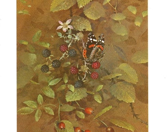 Red Admiral Butterfly – Beningfield Original 1986 Vintage Print - Gift for Insect & Nature Lovers – Entomology Natural History - Botany