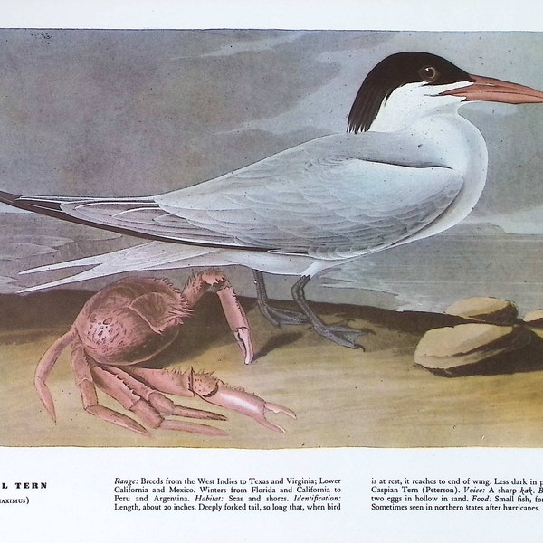 1974 Audubon’s Birds of America Original Large 2-sided Print - Royal Tern & Willet - Striking Colours - Ornithology