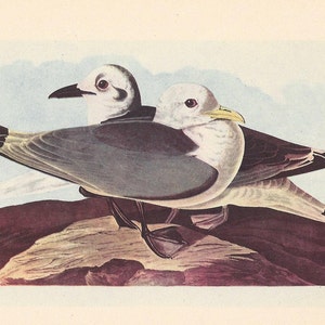 Print Audubon-drieteenmeeuw en ivoormeeuw: Birds of America ornithologie uit de jaren 50
