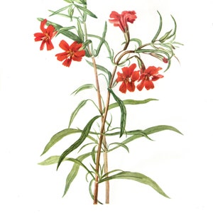 May include: A botanical illustration of a red monkey-flower, also known as Diplacus puniceus, with bright red flowers and green leaves. The illustration is labeled "PLATE 329 Red Monkey-flower - Diplacus puniceus MYW".