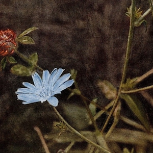 1913 Antique Succory Wild Flower Photo - Original Print - Unique Gift for Country and Nature Lovers - Botany