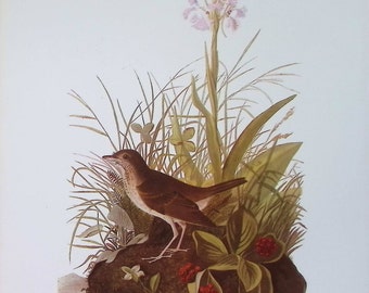 【リトグラフ】オーデュボン「アメリカの鳥類」NO.13 PL.63 単葉 初版 リトグラフ】オーデュボン「アメリカの鳥類」NO.13 PL.63 単葉 初版