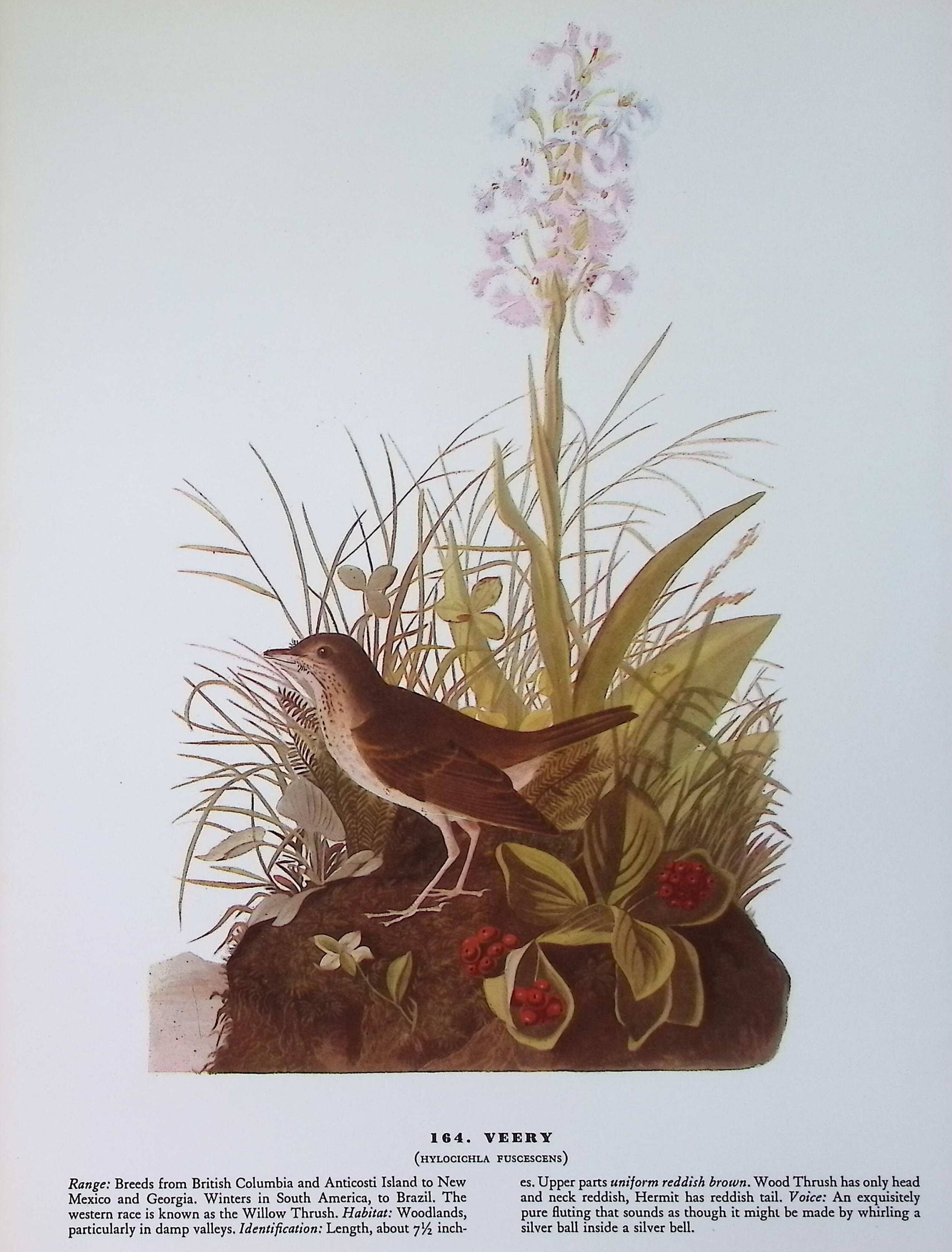 1974年 オーデュボン鳥類図版：ヴェリー＆ウグイス リトグラフ - Etsy 日本