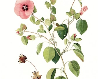 Vintage Monkey-flower Botanical Print: Wild Flowers of