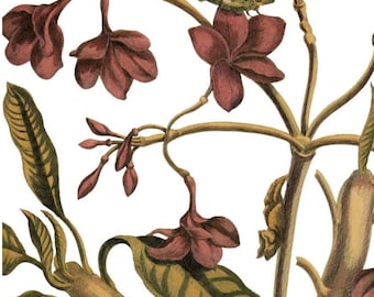 Antique Botanical Poster Art: Red Frangipani Floral Painting