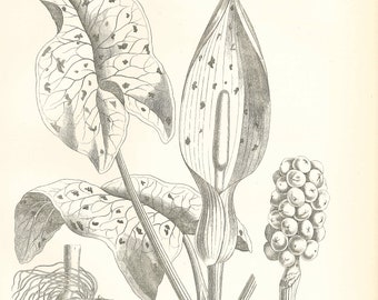 Antique BOTANY - CUCKOW PINT Rare Print 1870s - lithograph from 9th Edition Encyclopaedia Britannica - authentic historic print Unique Gift