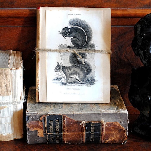 メイ・ギブスのガムナット・ベイビーズ・ヴィンテージプリント