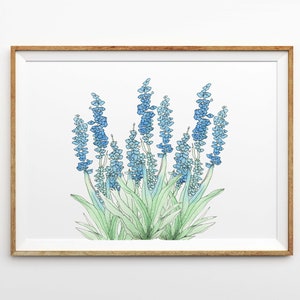 Watercolor Bluebonnets Art Print - Hand Painted and Illustrated Texas Bluebonnet Flowers Printed on Linen Paper - 5x7 8x10 11x14