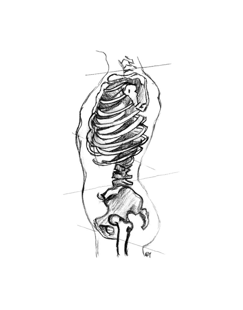 Male Torso Anatomy Fine Art Print Hand Illustrated Skeletal Etsy