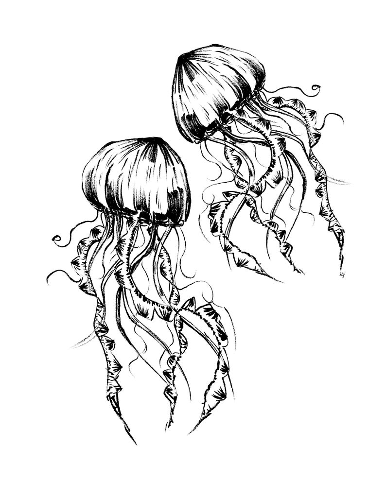 Fish Art Ocean Fish Jellyfish Wall Art Jellyfish Art Jellyfish Ink Jellyfish Painting Black And White Art Gallery Wall Tropical Art Digital Prints Art Collectibles Delage Com Br Fish Art Ocean Fish Jellyfish Wall Art Jellyfish Art Jellyfish Ink Jellyfish Painting Black And White Art Gallery Wall Tropical Art Digital Prints Art Collectibles Delage Com Br
