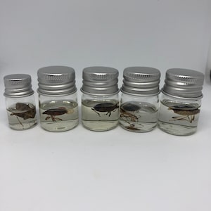 Stinkbug - Wet Specimen
