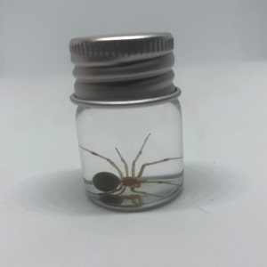 Common House Spider - Wet Specimen
