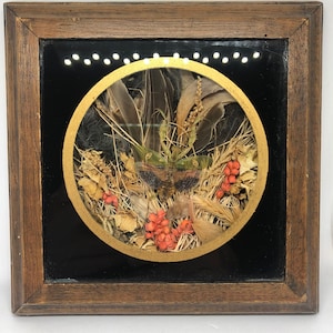 Indian Flower Mantis Display