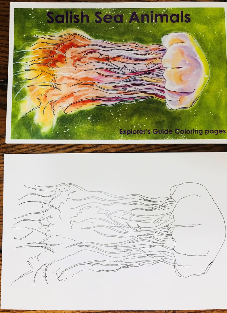 Salish Sea Animals Explorer's Guide Coloring Book Etsy