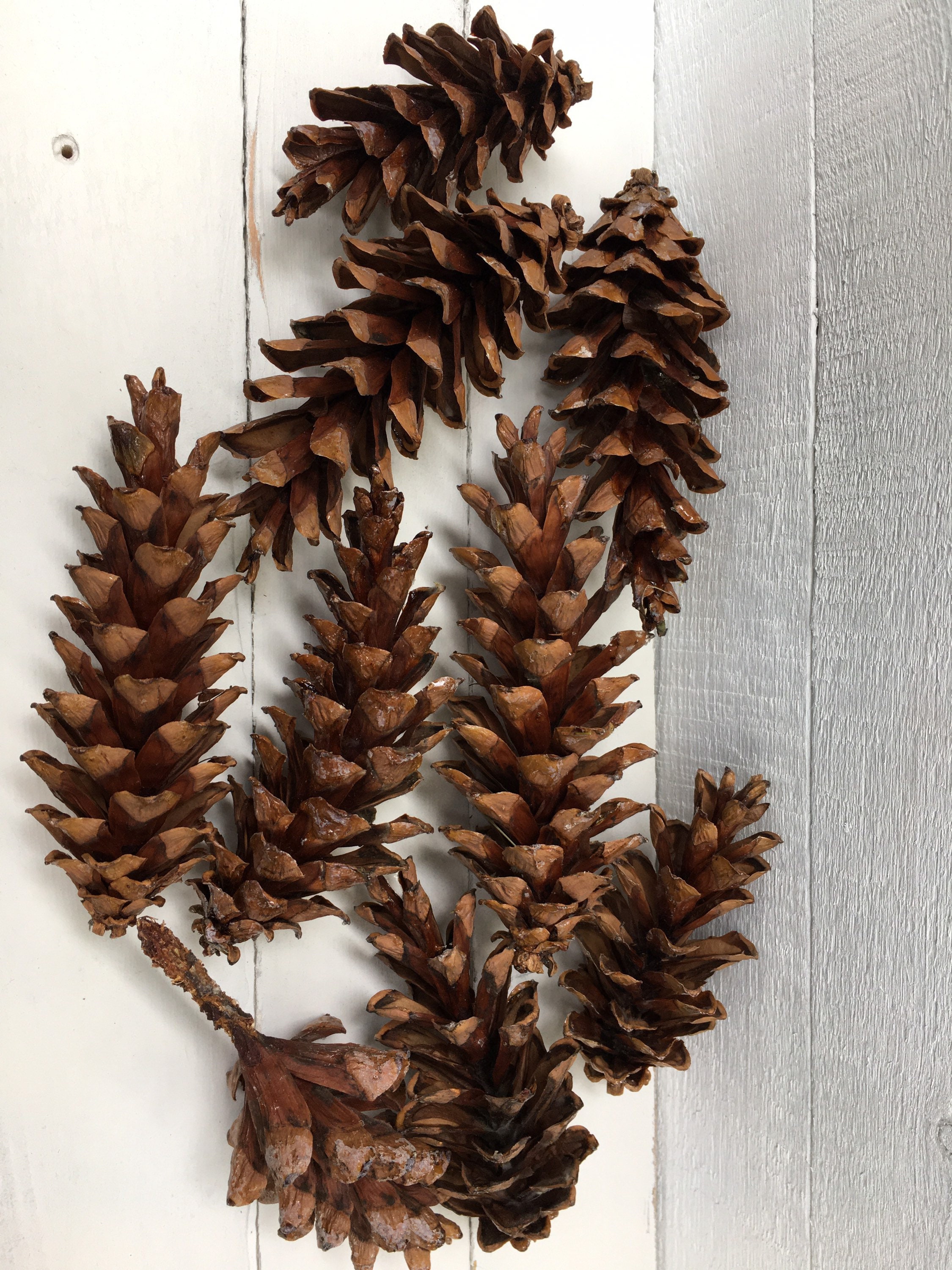 Pine Cones, White Pine, 25 Count – Bring Outdoors Indoors